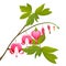 Bleeding heart flowers isolated realistic vector illustration on white