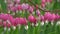 Bleeding heart flowers in spring