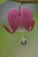 Bleeding Heart (Lamprocapnos spectabilis) flower