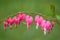 Bleeding Heart Perennial Flowers Blooming