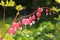 Bleeding heart, perennial herb in the garden