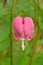 Bleeding heart pink flower petal opened