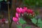 Bleeding heart plant