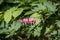 Bleeding heart with red flowers