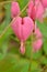 Bleeding Heart springtime flower pink petal