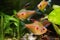 Bleeding heart tetra, Hyphessobrycon socolofi, freshwater fish, endemic of Rio Negro, Amazon basin, Brazil in natural biotope aqua