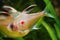 Bleeding heart tetra, Hyphessobrycon socolofi, popular ornamental freshwater fish from Barcelos, Rio Negro, natural biotope aqua