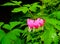 Bleeding Heart Valentine Flower