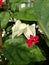 Bleeding heart vine flower