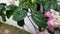 The bleeding-heart vine flower has pink petals, green leaves