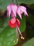 Bleeding Heart Vine Flowering