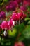 Bleeding Hearts