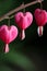 Bleeding hearts