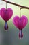 Bleeding Hearts - Dicentra spectabilis