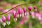 Bleeding Hearts flower in the garden