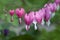 Bleeding Hearts flowers