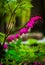 Bleeding hearts flowers surrounded by green leaves