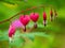 Bleeding Hearts - Lamprocapnos-spectabilis