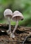 Bleeding Mycena or Burgundydrop Bonnet