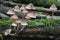 Bleeding Mycena or Burgundydrop Bonnet