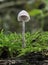 Bleeding Mycena or Burgundydrop Bonnet Fungi