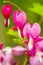 Bleeding pink Heart Flowers (Dicentra spectabilis or Lamprocapnos spectabilis)