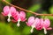 Bleeding pink Heart Flowers (Dicentra spectabilis or Lamprocapnos spectabilis)