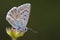 Bleek blauwtje, Chalk-hill Blue, Polyommatus coridon