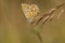 Bleek blauwtje, Chalk-hill Blue, Polyommatus coridon