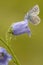 Bleek blauwtje, Chalk-hill Blue, Polyommatus coridon