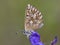 Bleek blauwtje, Chalk-hill Blue, Polyommatus coridon