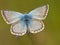 Bleek blauwtje, Chalk-hill Blue, Polyommatus coridon