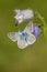 Bleek blauwtje, Chalk-hill Blue, Polyommatus coridon