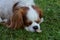 Blenheim Cavalier King Charles Spaniel sleeping in the garden