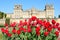 Blenheim Palace with red tulips