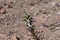 Blepharis ciliaris, desert plant