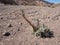 Blepharis ciliaris, desert plant