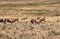 Blesbok antelope