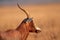 Blesbok antelope