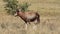 Blesbok antelope