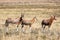 Blesbok Antelope