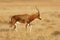 Blesbok antelope in grassland, Mountain Zebra National Park, South Africa