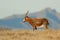 Blesbok antelope in grassland, Mountain Zebra National Park, South Africa