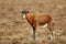 Blesbok antelope in grassland - South Africa