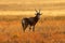 Blesbok antelope in grassland at sunset, Mountain Zebra National Park, South Africa