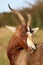 Blesbok Antelope Grooming
