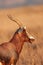 Blesbok antelope portrait - South Africa