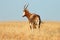 Blesbok antelope standing in grassland