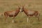 Blesbok antelopes