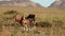 Blesbok antelopes in grassland